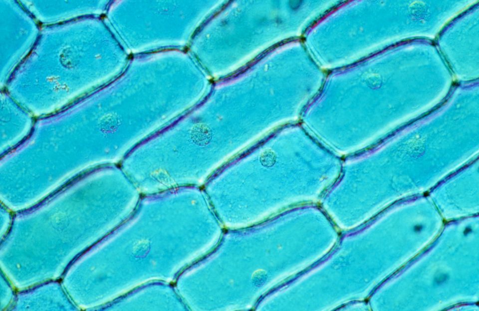 Microorganismi