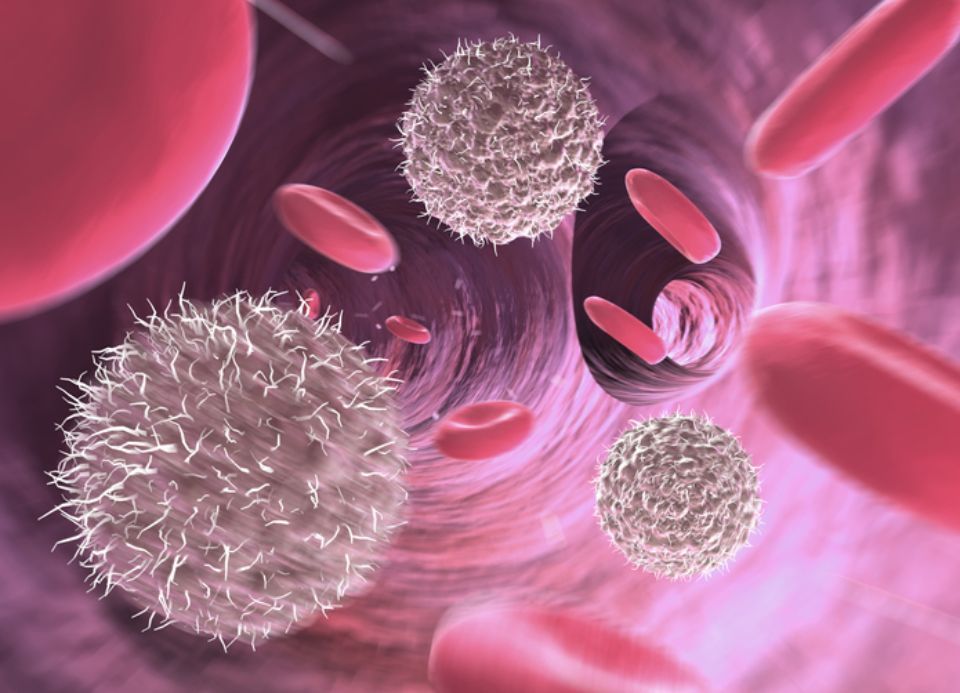 Interno arteria