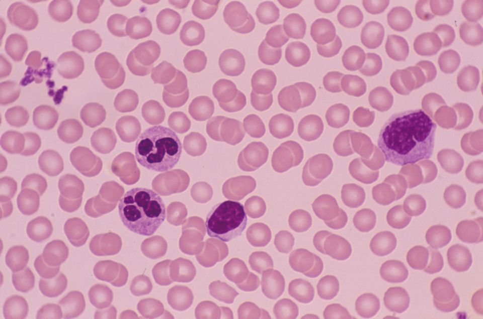Cellule
