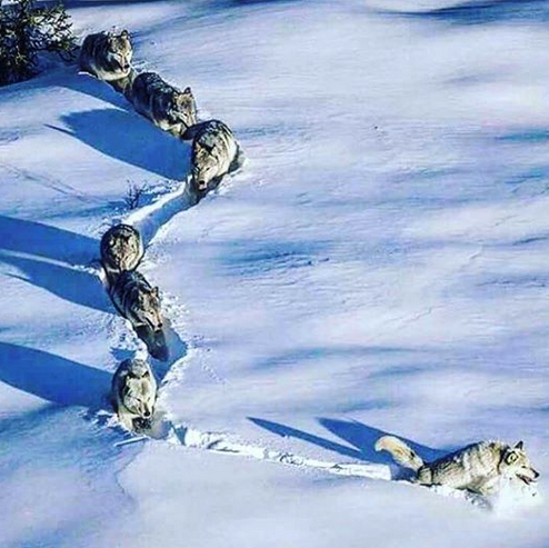A group of wolves are running through the snow.