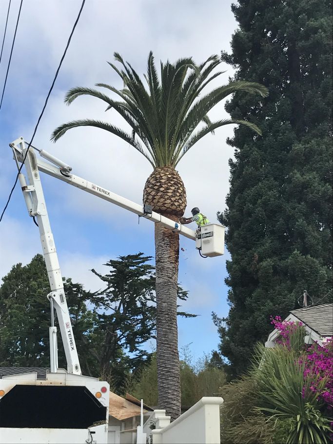 Landscape Design — Landscaping in Santa Cruz, CA