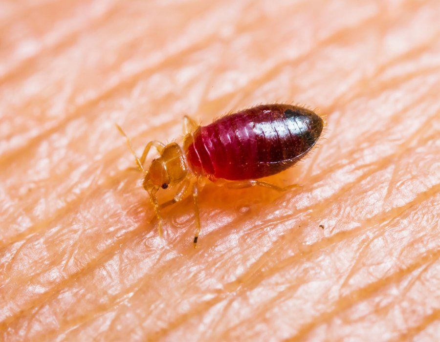 Bugs — Bedbug On Human Skin in Hamilton, NJ Bugs — Bedbug On Human Skin in Hamilton, NJ