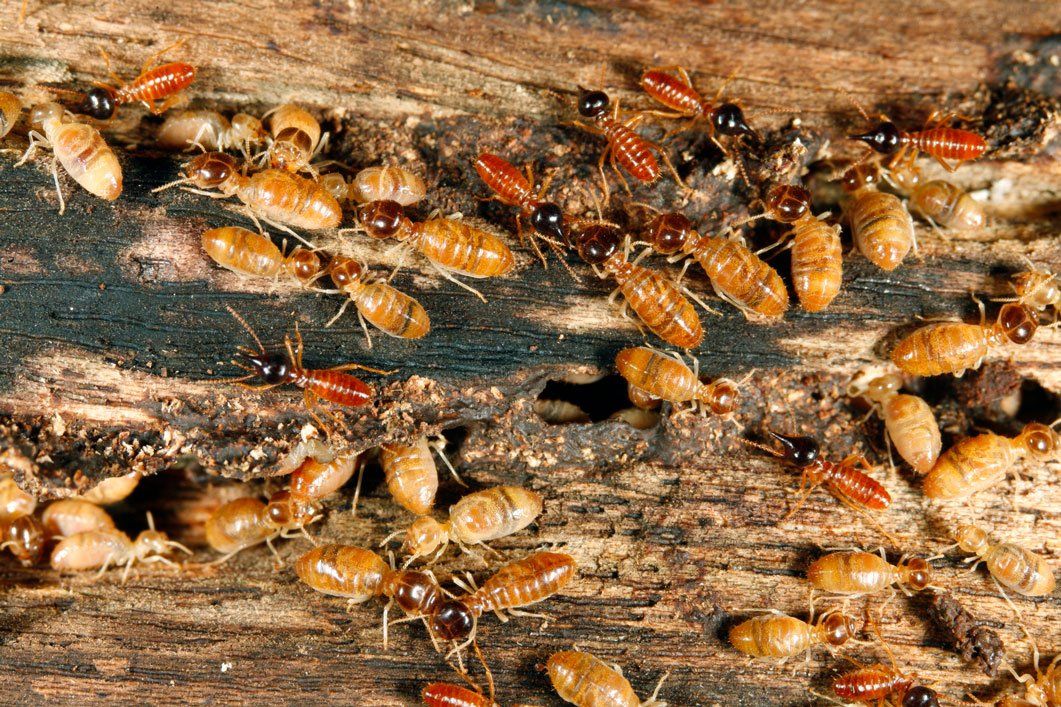 Rates — Wood Damages Caused By Worker Termites in Hamilton, NJ Rates — Wood Damages Caused By Worker Termites in Hamilton, NJ
