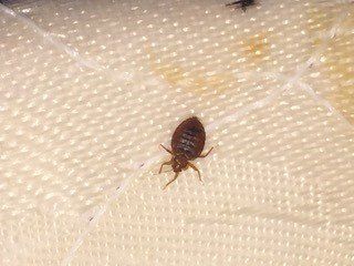Bed Bug - Pest Control - Pest Blaster, New Jersey Bed Bug - Pest Control - Pest Blaster, New Jersey
