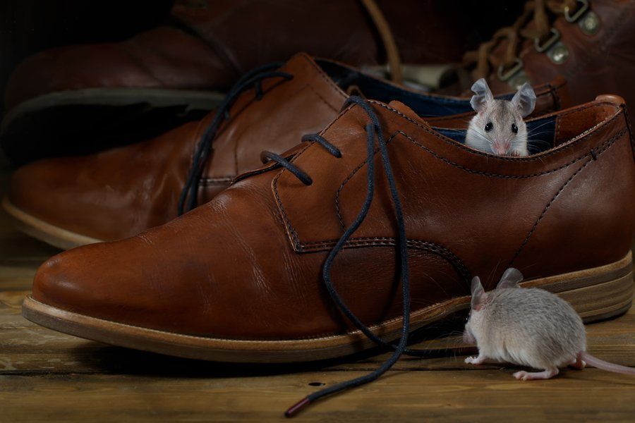 New Jersey — Two Mice And Leather Shoes in Hamilton, NJ New Jersey — Two Mice And Leather Shoes in Hamilton, NJ