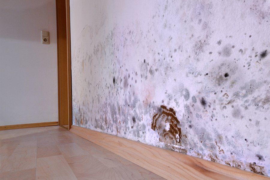 Testing— Mold On White Wall in Hamilton, NJ Testing— Mold On White Wall in Hamilton, NJ