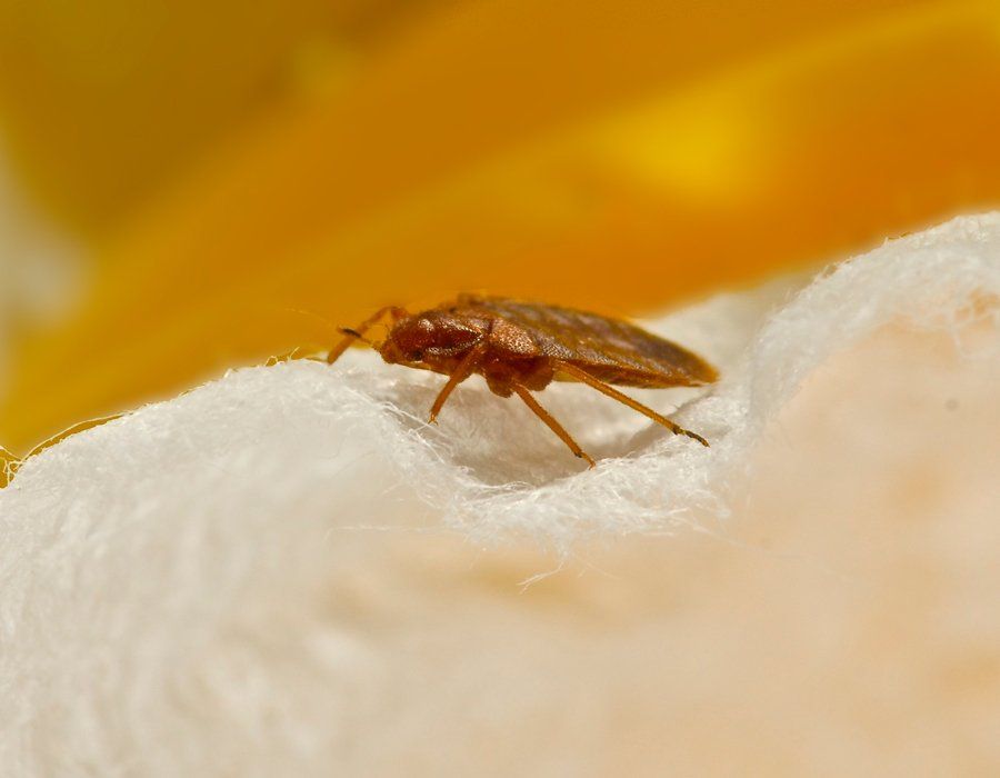 Vermin — Close Up Shot Of Bedbug On Mattress Foam in Hamilton, NJ Vermin — Close Up Shot Of Bedbug On Mattress Foam in Hamilton, NJ