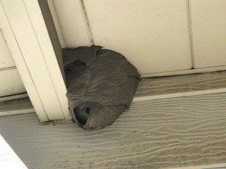 Hornet Nest - Pest Control - Pest Blaster, NJ PA