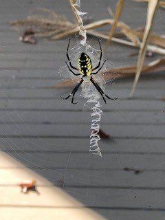 Spider - Pest Control - Pest Blaster, NJ PA