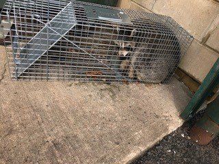 Trapped Raccoon - Pest Control - Pest Blaster NJ Trapped Raccoon - Pest Control - Pest Blaster NJ