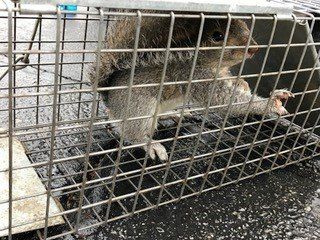 Trapped Squirrel - Pest Control - Pest Blaster, NJ Trapped Squirrel - Pest Control - Pest Blaster, NJ