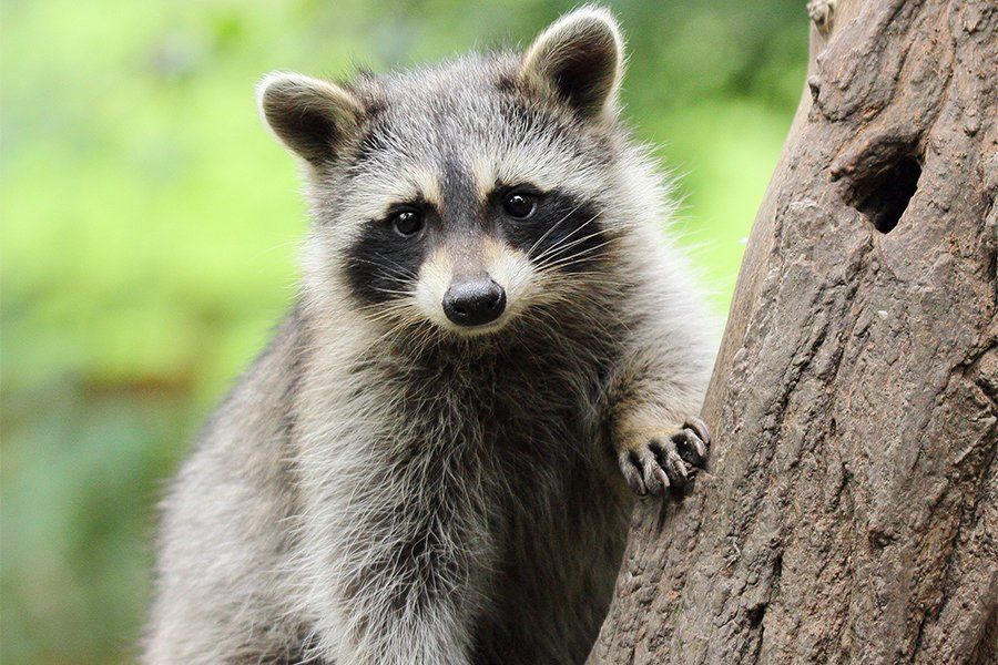 NJ — Raccoon On Tree in Hamilton, NJ NJ — Raccoon On Tree in Hamilton, NJ