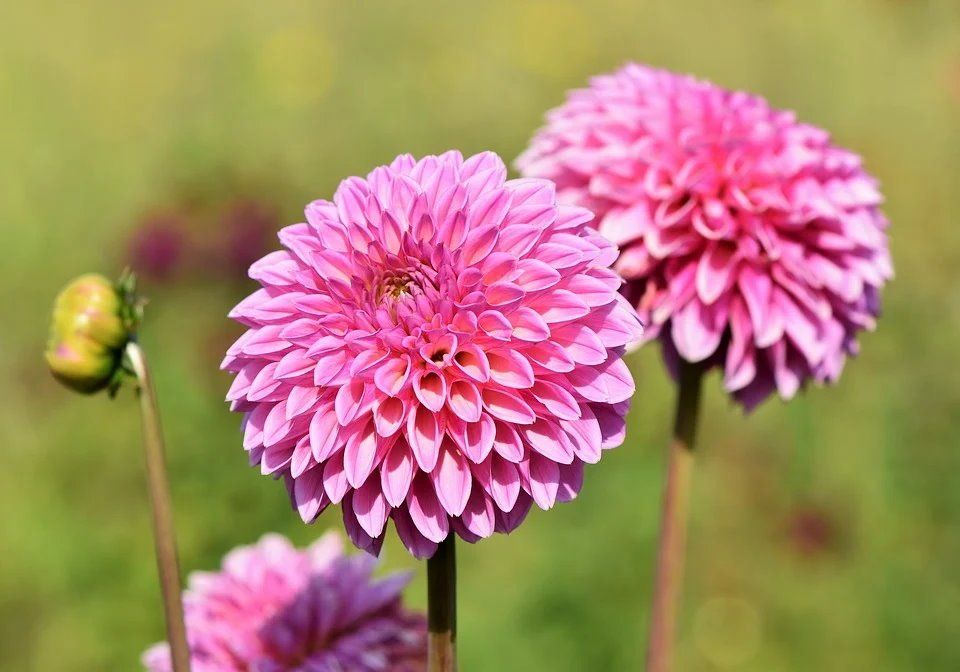 eigene Aufnahme, lizenzfrei Eine Nahaufnahme von drei rosa Dahlienblüten auf einem Feld.