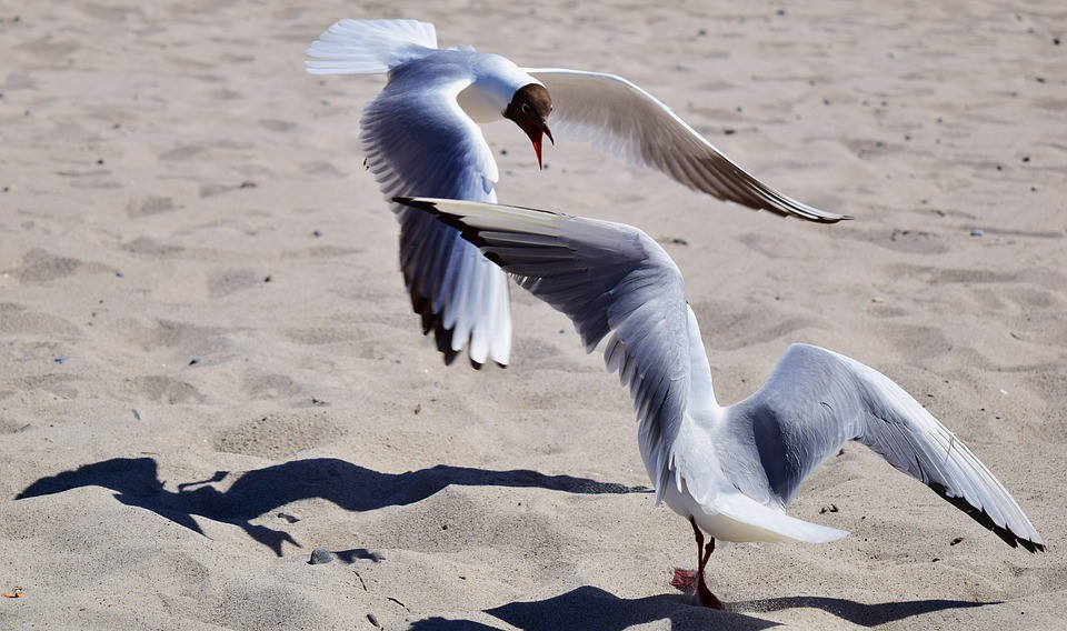Eine Möwe steht mit ausgebreiteten Flügeln auf einem Sandstrand