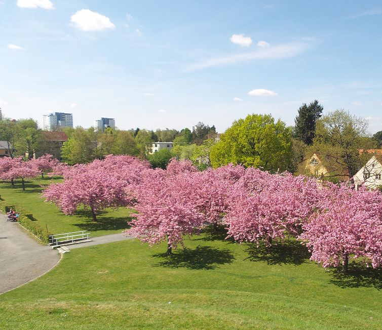 eigenes Bild, lizenzfrei Ein Park mit vielen rosa Blumen an den Bäumen