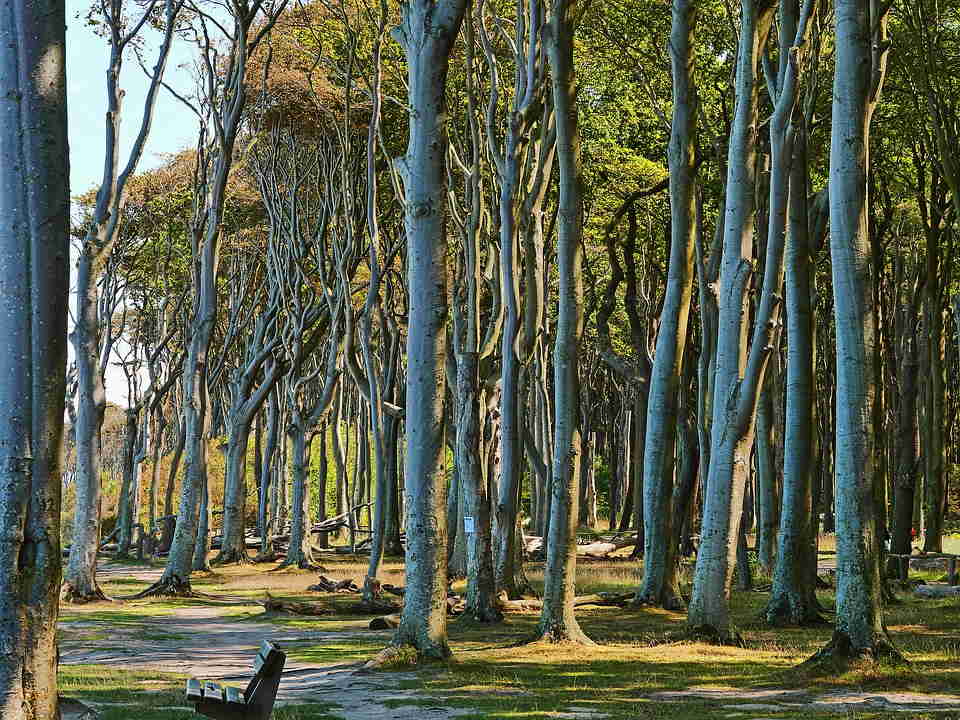 pixabay, lizenzfrei Eine Baumreihe in einem Wald mit einer Bank in der Mitte.