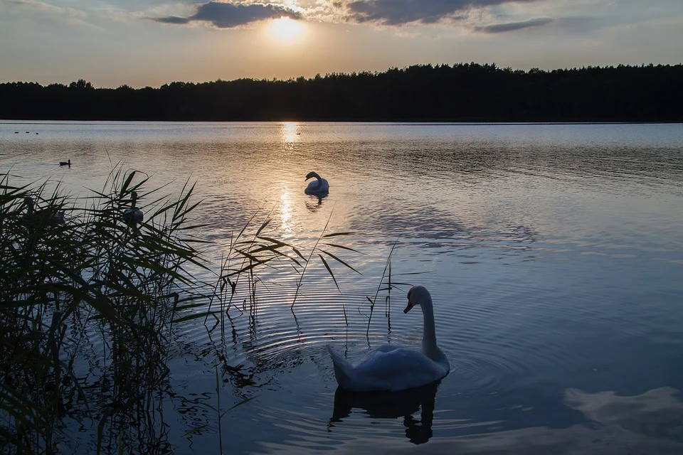 Zwei Schwäne schwimmen bei Sonnenuntergang in einem See
