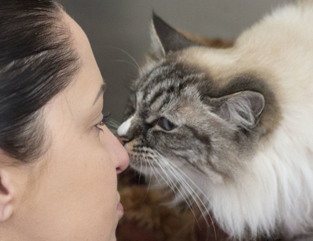 Kissing Cat