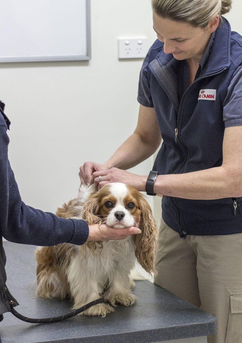 Victor Central Vet Clinic Gallery Image
