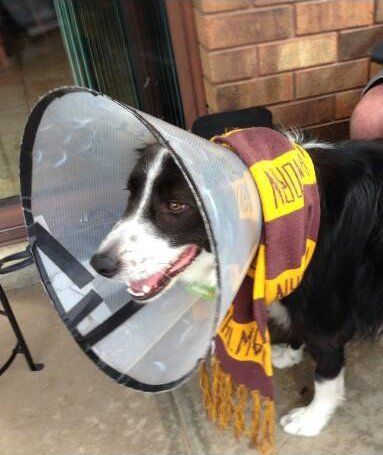 Victor Central Vet Clinic Gallery Image