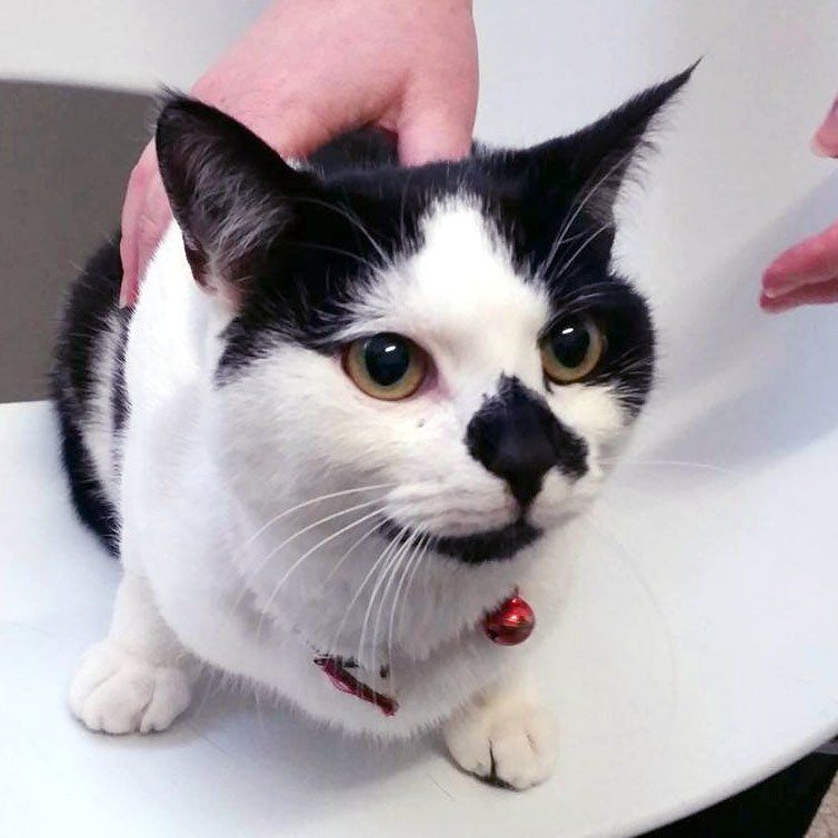 Victor Central Vet Clinic Gallery Image