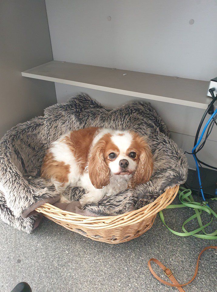 Dog on Bed