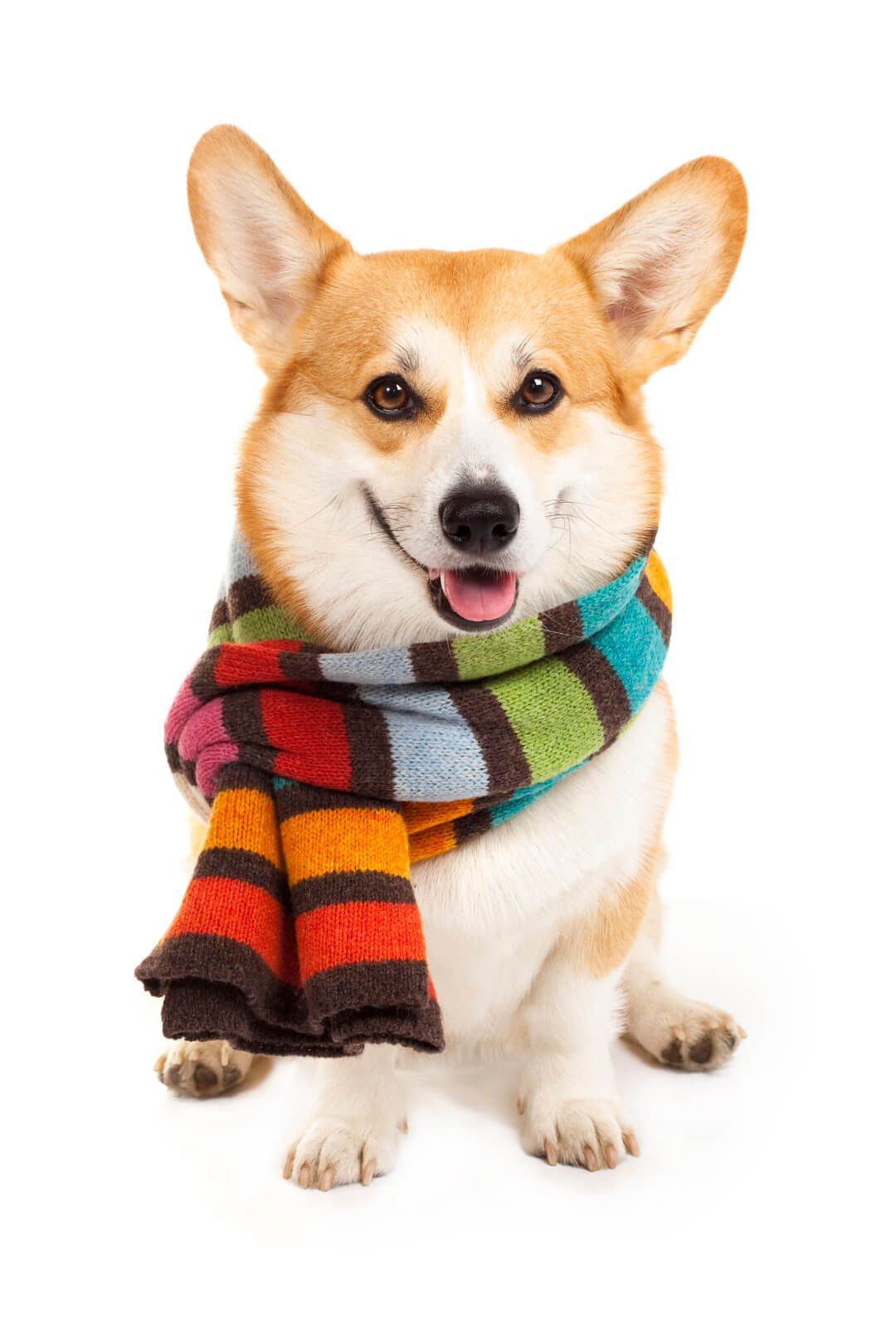 Corgi