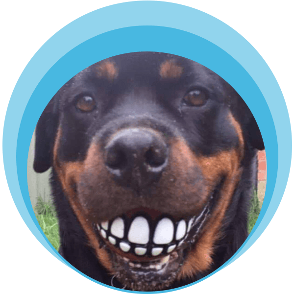 Free Dental Checks