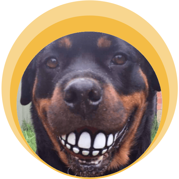Free Dental Checks