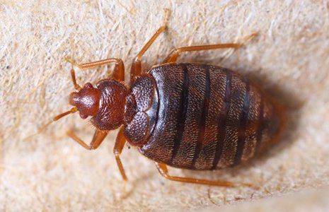Stink Bug Removal — Bed Bug on a Piece of Paper in Glenolden, PA