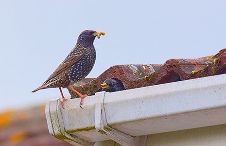 Bird Removal — Pair of Starling Nesting in Roof in Glenolden, PA Bird Removal — Pair of Starling Nesting in Roof in Glenolden, PA
