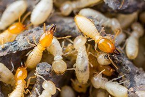 Termite Control — Termites Crawling on Wood in Glenolden, PA Termite Control — Termites Crawling on Wood in Glenolden, PA