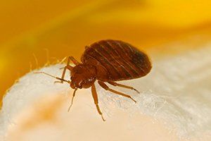 Bed Bugs Removal — Bed Bug in Glenolden, PA Bed Bugs Removal — Bed Bug in Glenolden, PA