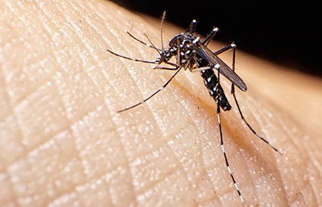 Mosquito Removal — Mosquito on Human Skin in Glenolden, PA Mosquito Removal — Mosquito on Human Skin in Glenolden, PA