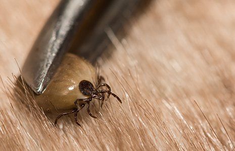 Tick Removal— Engorged Deer Tick in Glenolden, PA Tick Removal— Engorged Deer Tick in Glenolden, PA
