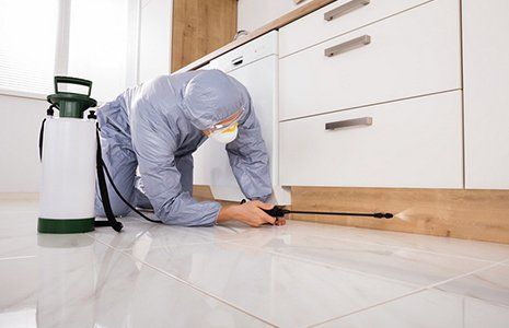 Pest Problems — Exterminator Spraying Pesticide in Kitchen in Glenolden, PA Pest Problems — Exterminator Spraying Pesticide in Kitchen in Glenolden, PA