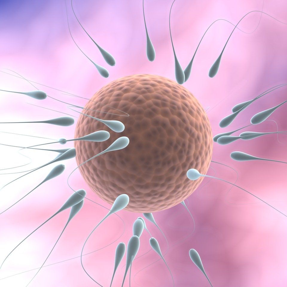 Spermatozoi e ovulo