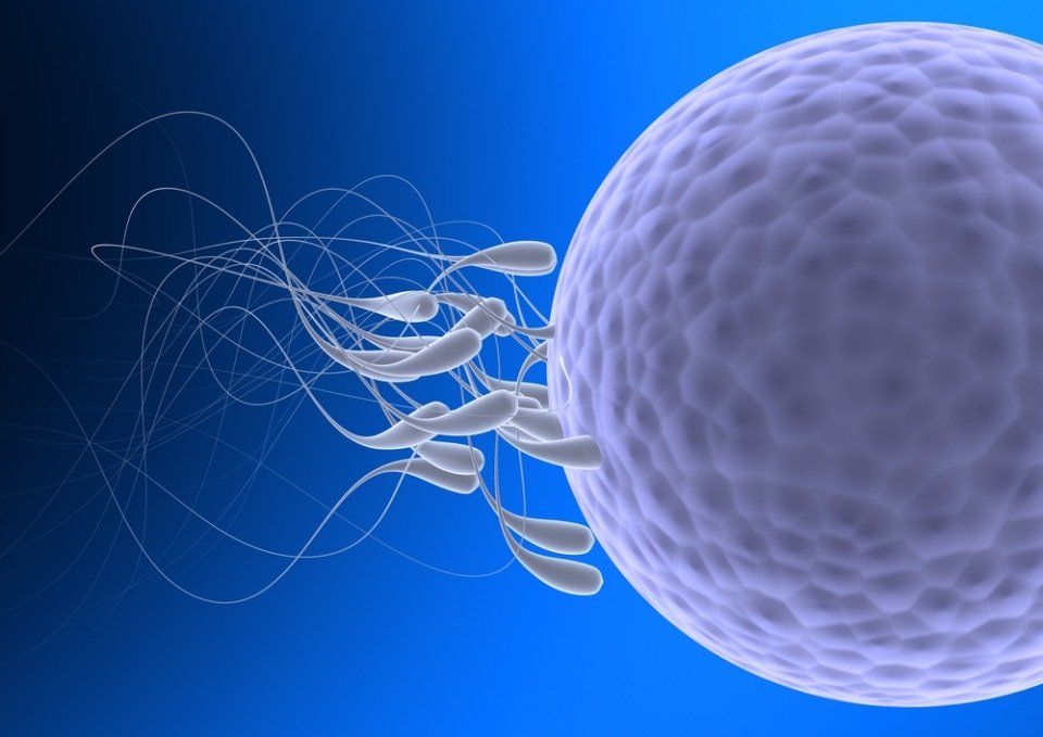 Spermatozoi