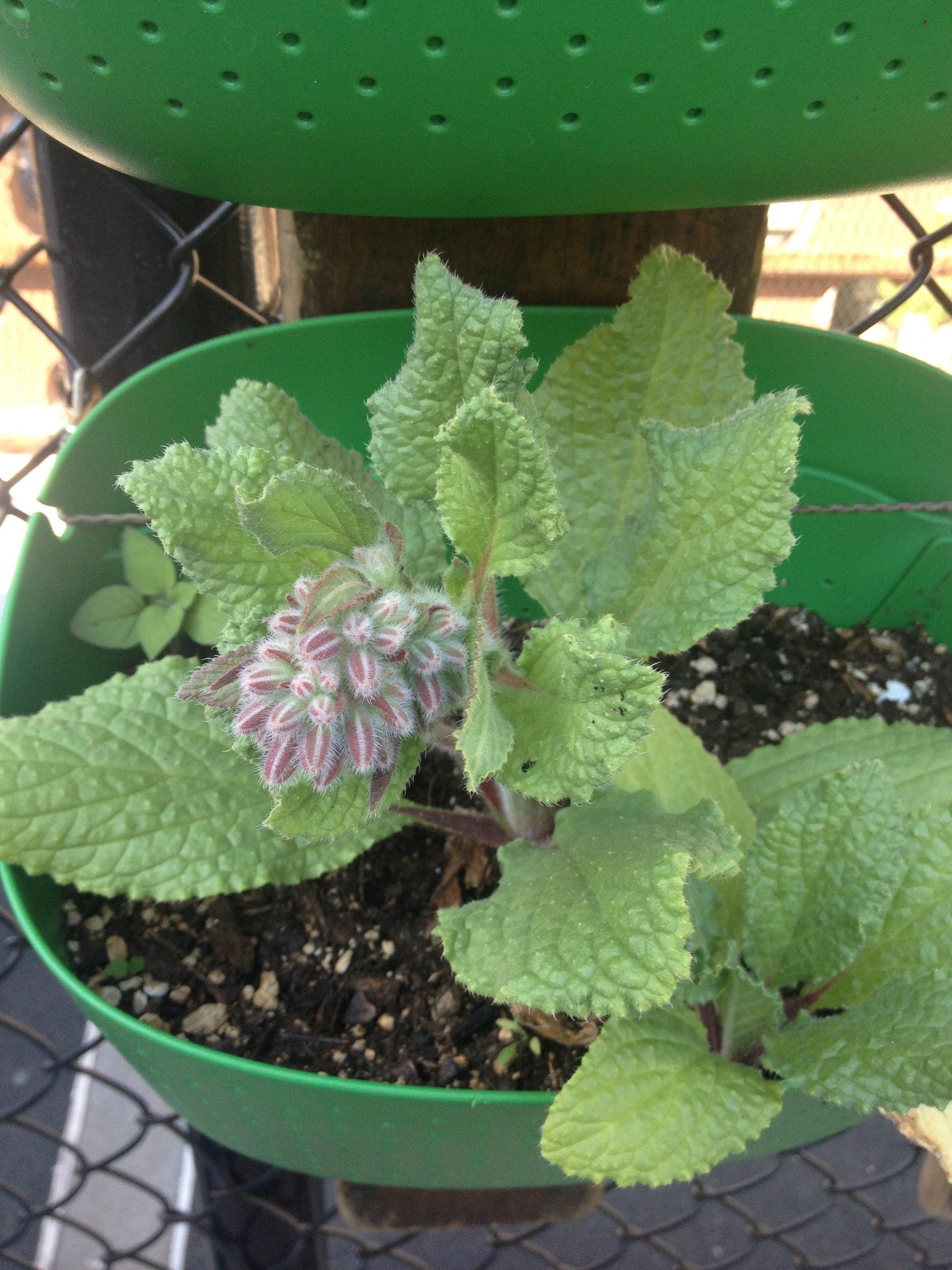 growing plants