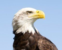 American Bald Eagle with sharp eye — Advanced Alarm Company, Colorado Springs CO 80907, USA American Bald Eagle with sharp eye — Advanced Alarm Company, Colorado Springs CO 80907, USA