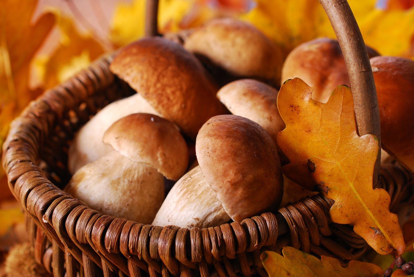 Cesto pieno di funghi porcini