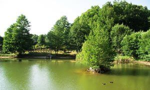lago e alberi