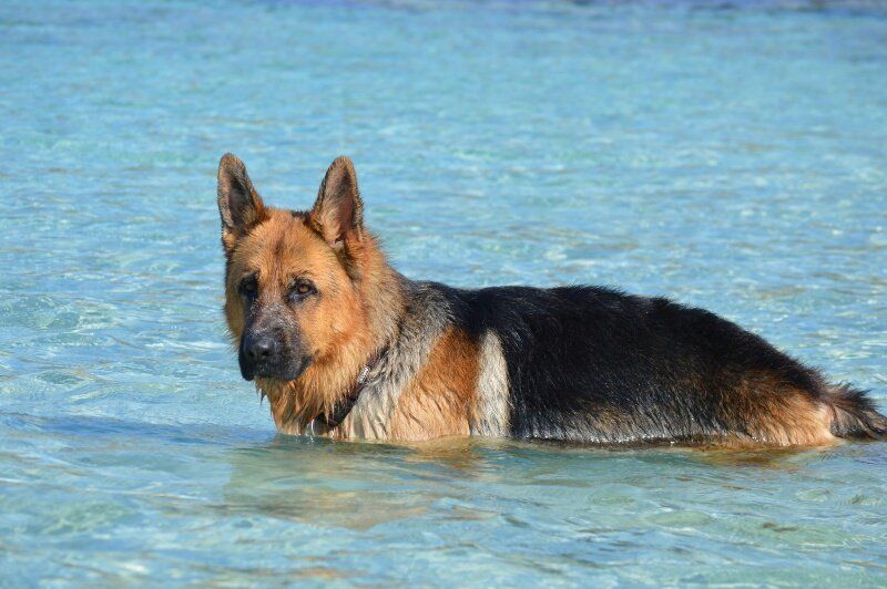 la veterinaria