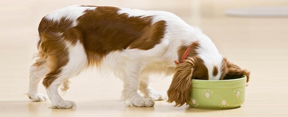 nutrizione animale