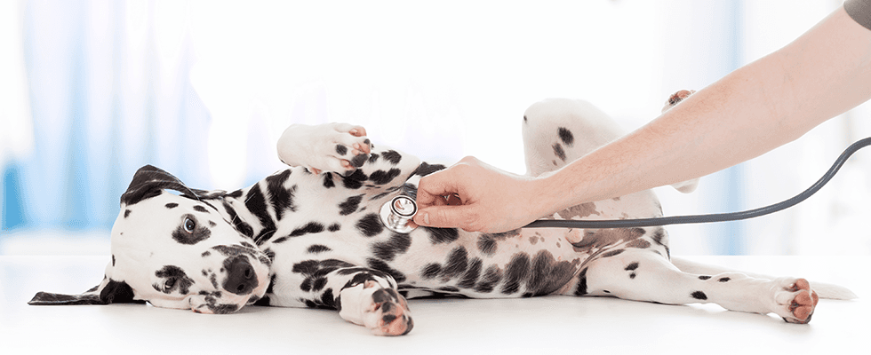 veterinario