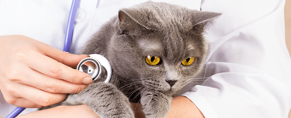 ambulatorio veterinario