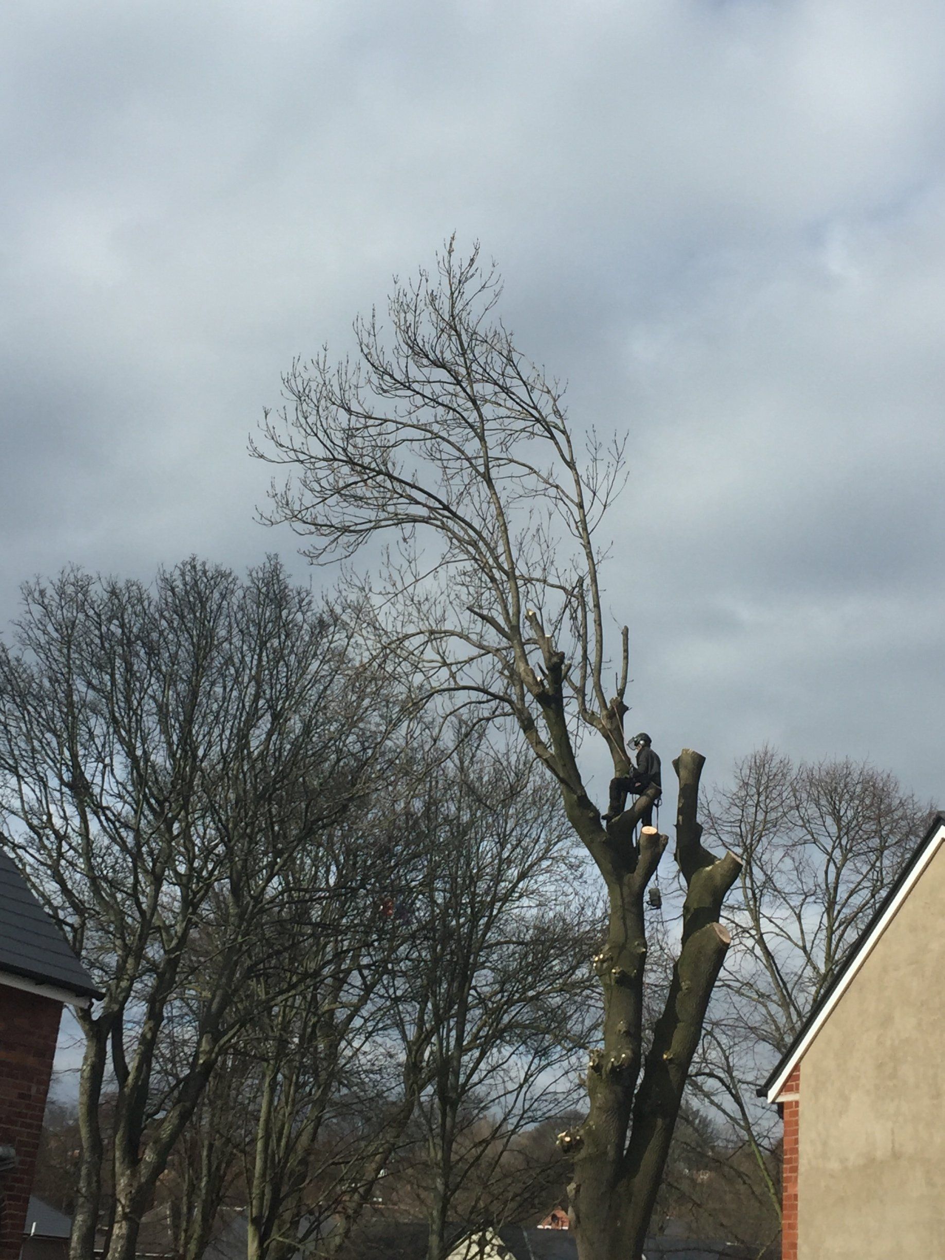 A tree with a lot of branches without leaves is being cut down.