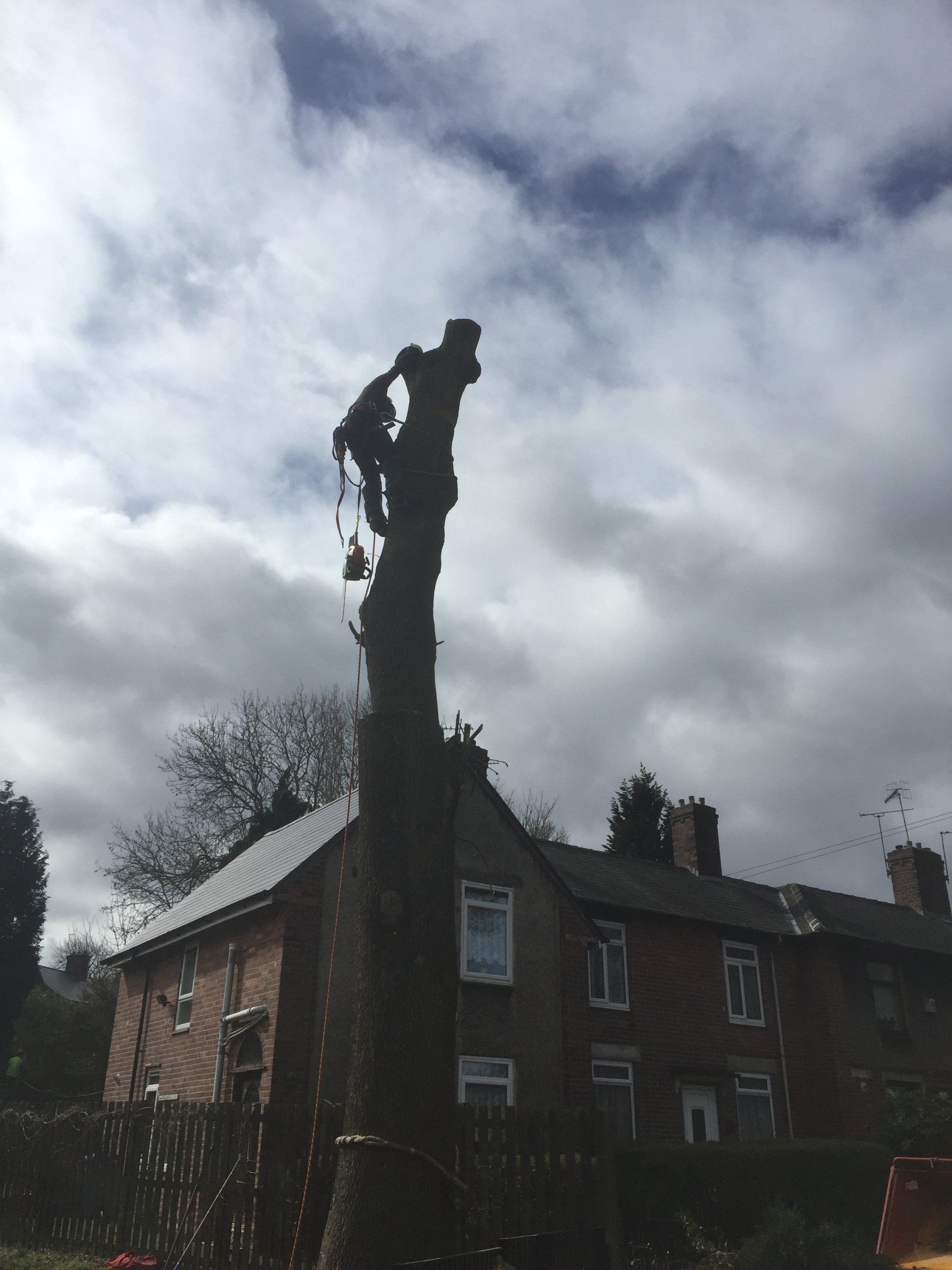 A person is climbing a tree in front of a house.