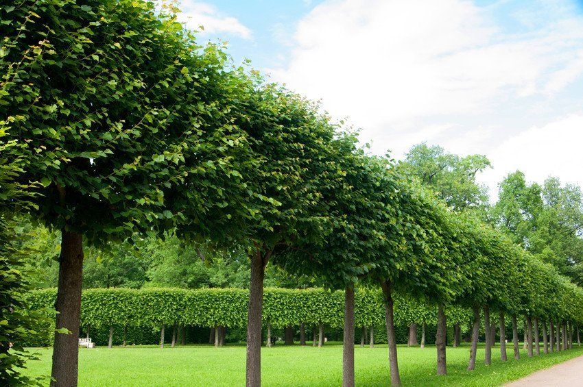 Tree plantings