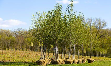 Tree planting
